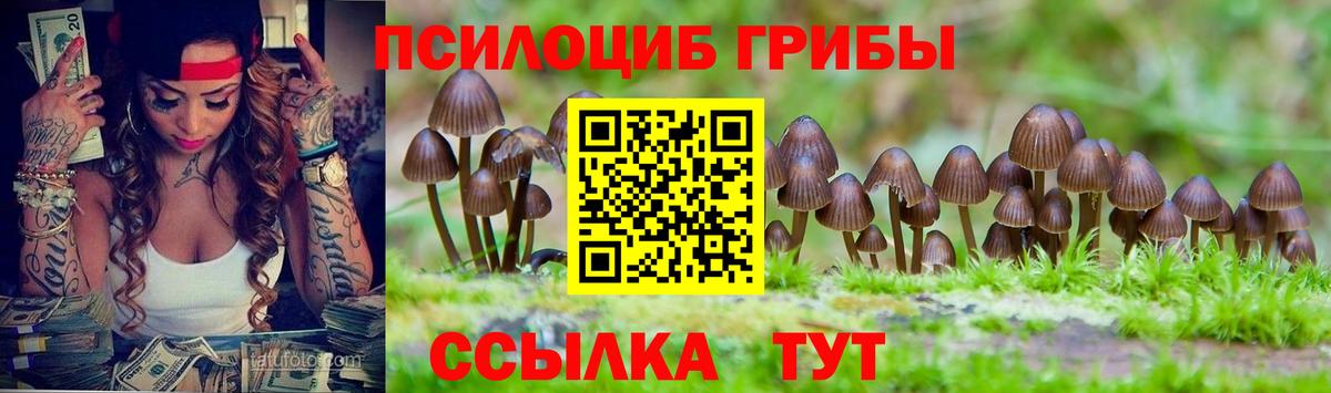 Галлюциногенные грибы Psilocybe Россия